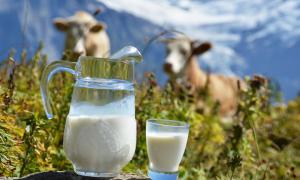 Почему молоко скисает и быстро портится?