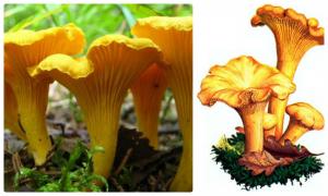 Загадки про грибы (с отгадками) Загадки про грибы